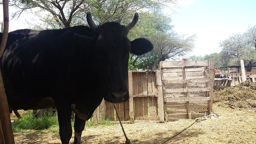 Ejido Estancia de San Miguel