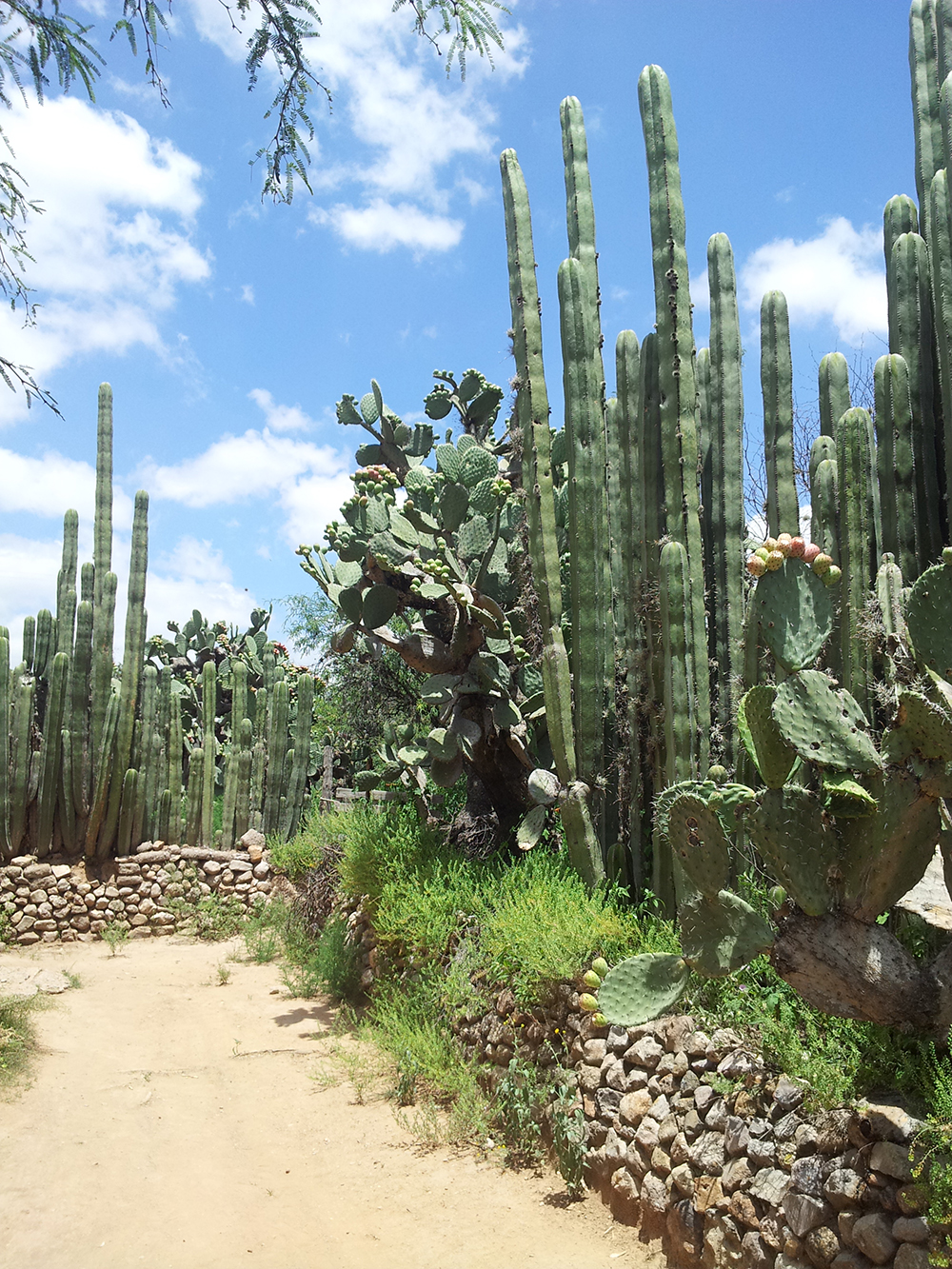 Ejido Colectivo La Granja